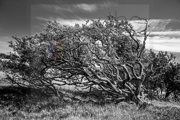 The Fallen, Blackdown Rings