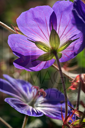 Illuminated Cranesbill