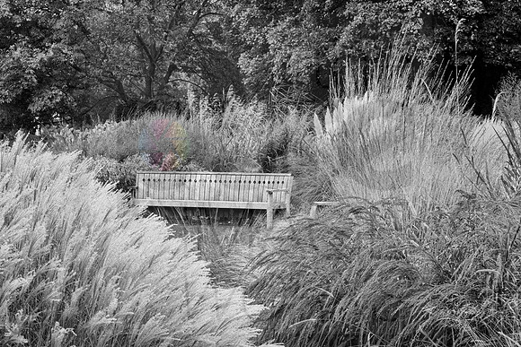 Bench with grasses