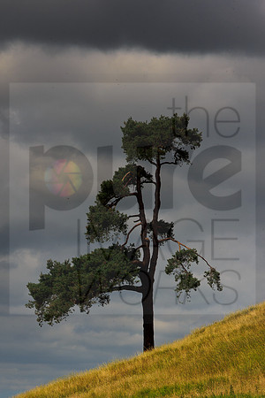 Lone Tree