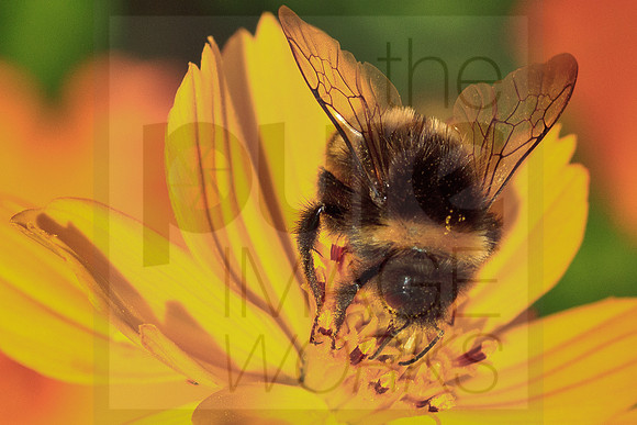 Buff Tailed Bumblebee on Coreopsis