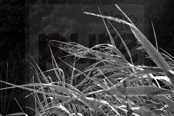 Sunlit grasses