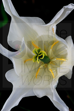Tulipa Sapporo