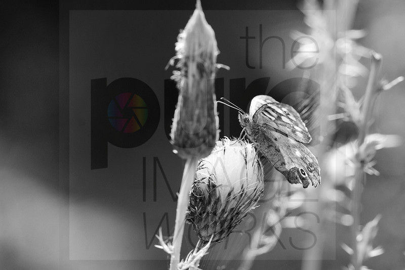 Pure Image The Pure Image Works | Pure Fauna