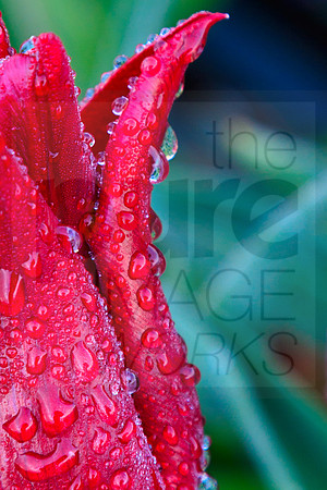 Red Tulip in the dew