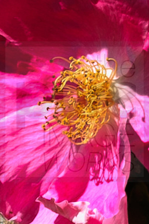 Rosa Romana