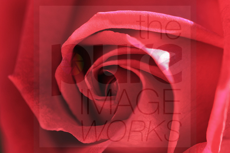 Pure Image The Pure Image Works | Pure Flora