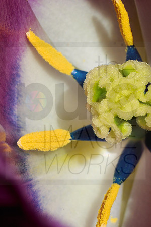 Tulip - detail