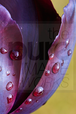 Purple Tulip - detail