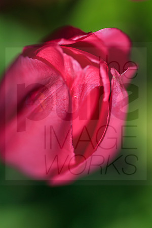 Vibrant red Tulip