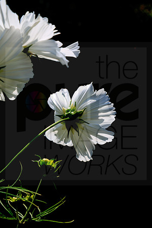 White Cosmos