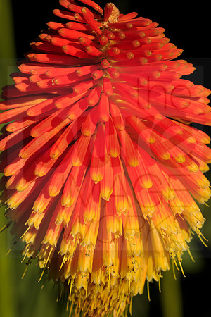 Kniphofia Rooperi
