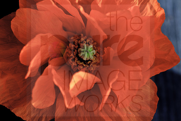 Welsh Poppy