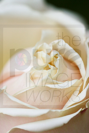 The promise of the Rose
