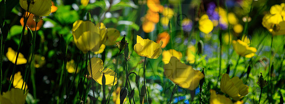 Spring colours