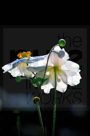 Japanese Anemones in the sun