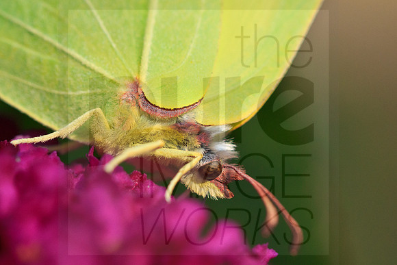 Brimstone Butterfly on Buddleia