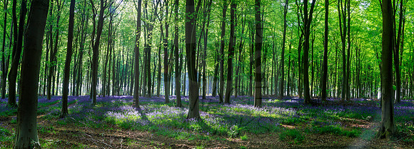 Dappled bluebells