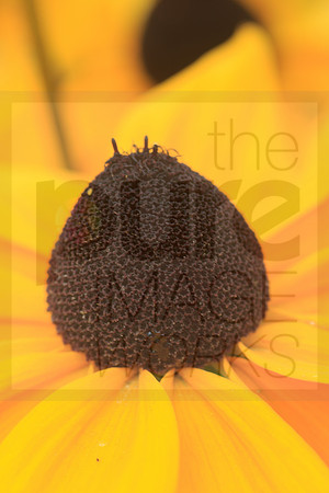 Rudbeckia