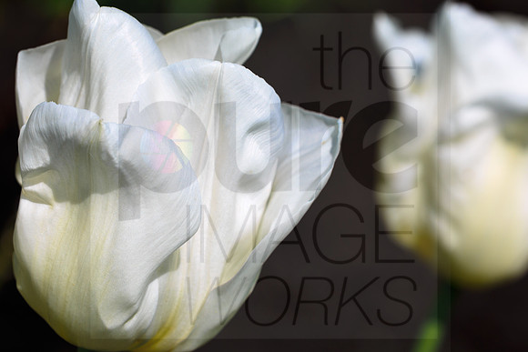 Tulipa White Dream