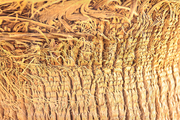 Palm Trunk - detail