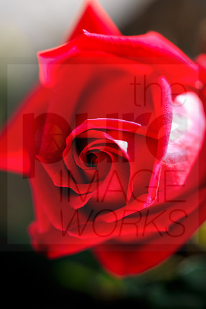 Rosa Crimson Glory