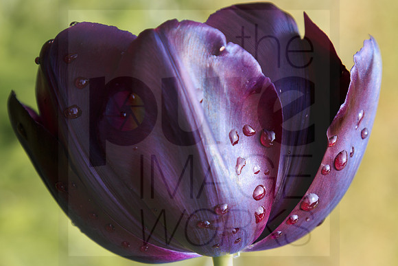 Tulip - purple