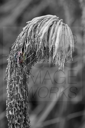 Kniphofia