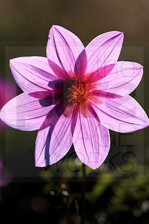 Sunlit Pink Dahlia
