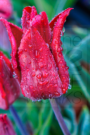 Red Tulip at dawn