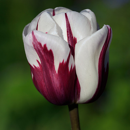 81