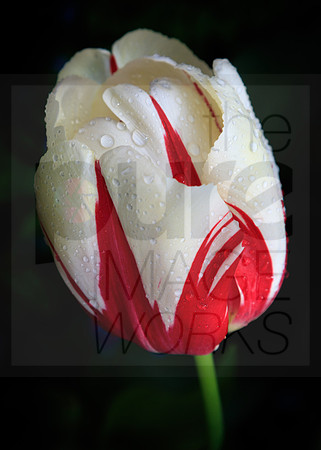 The red and white tulip