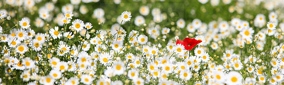 Meadow 1
