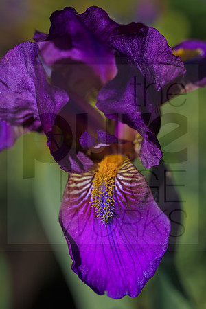 Iris Maroon Caper