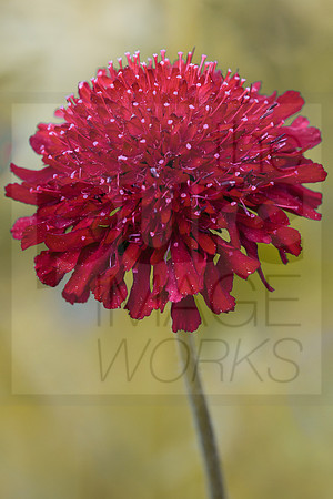 Knautia Macedonica