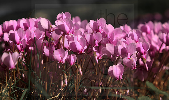 Woodland Cyclamen