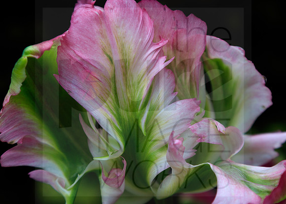 Tulipa Spring Green