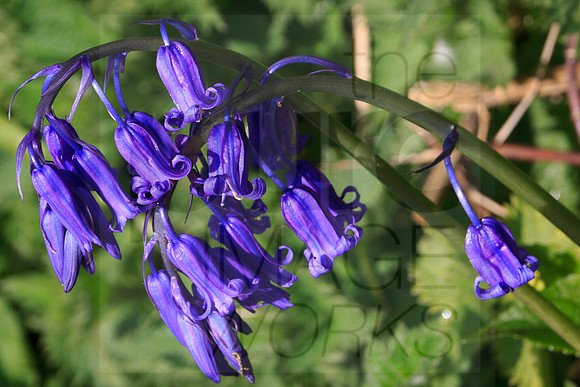 Native Bluebells