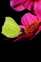 Brimstone