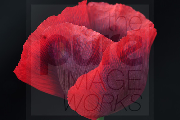 Poppy!